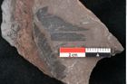 Foto (Detailansicht) von Noeggerathia palmaeformis Goeppert (NHMW-GEO-2024-0188-10759)
